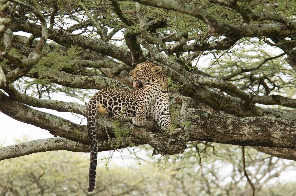 Ndutu Leopard00.jpg - Leopard (Panthera pardus), Ndutu Tanzania March 2006